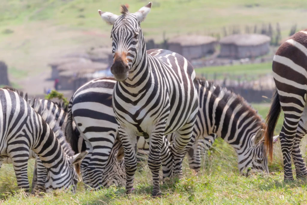 2 Days at Lake Manyara: Flamingos, Forests & Big Game