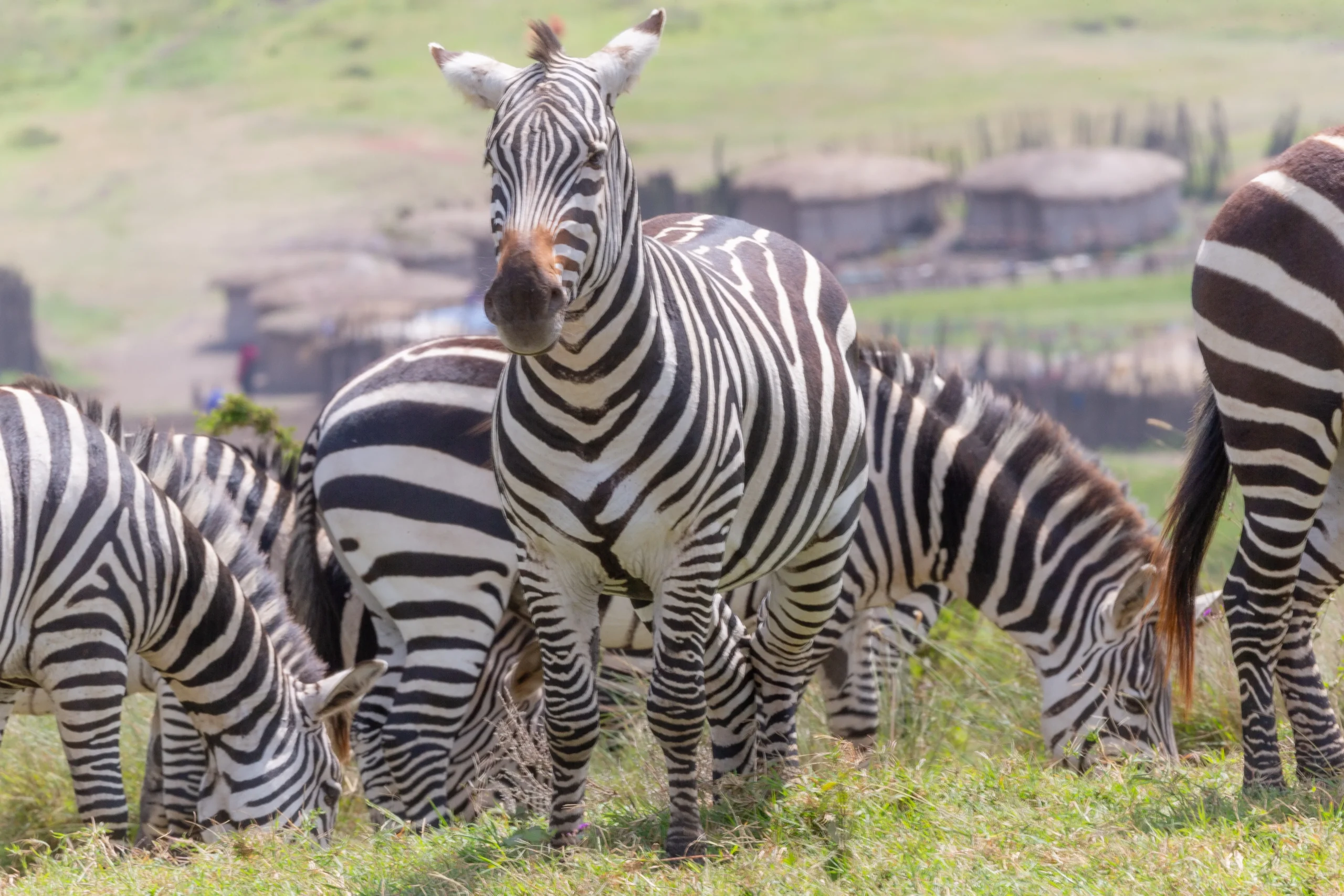 2 Days at Lake Manyara: Flamingos, Forests & Big Game