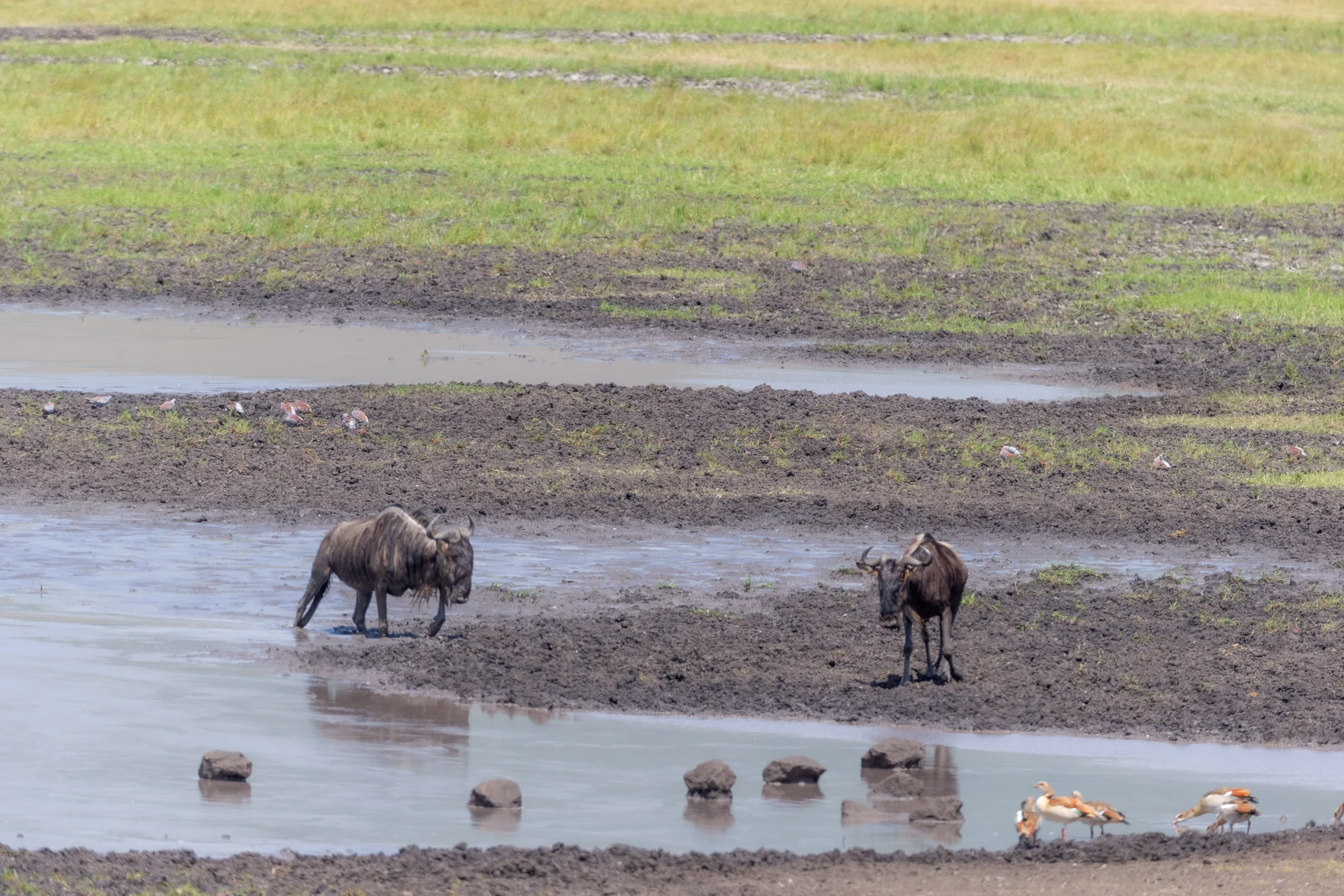 5 Days Budget Safari with a Taste of Luxury