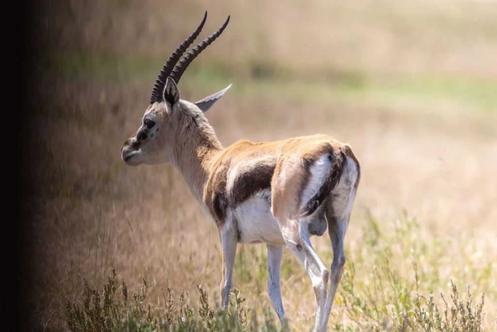 3 Days in Arusha: National Park, Waterfalls & Cultural Encounters