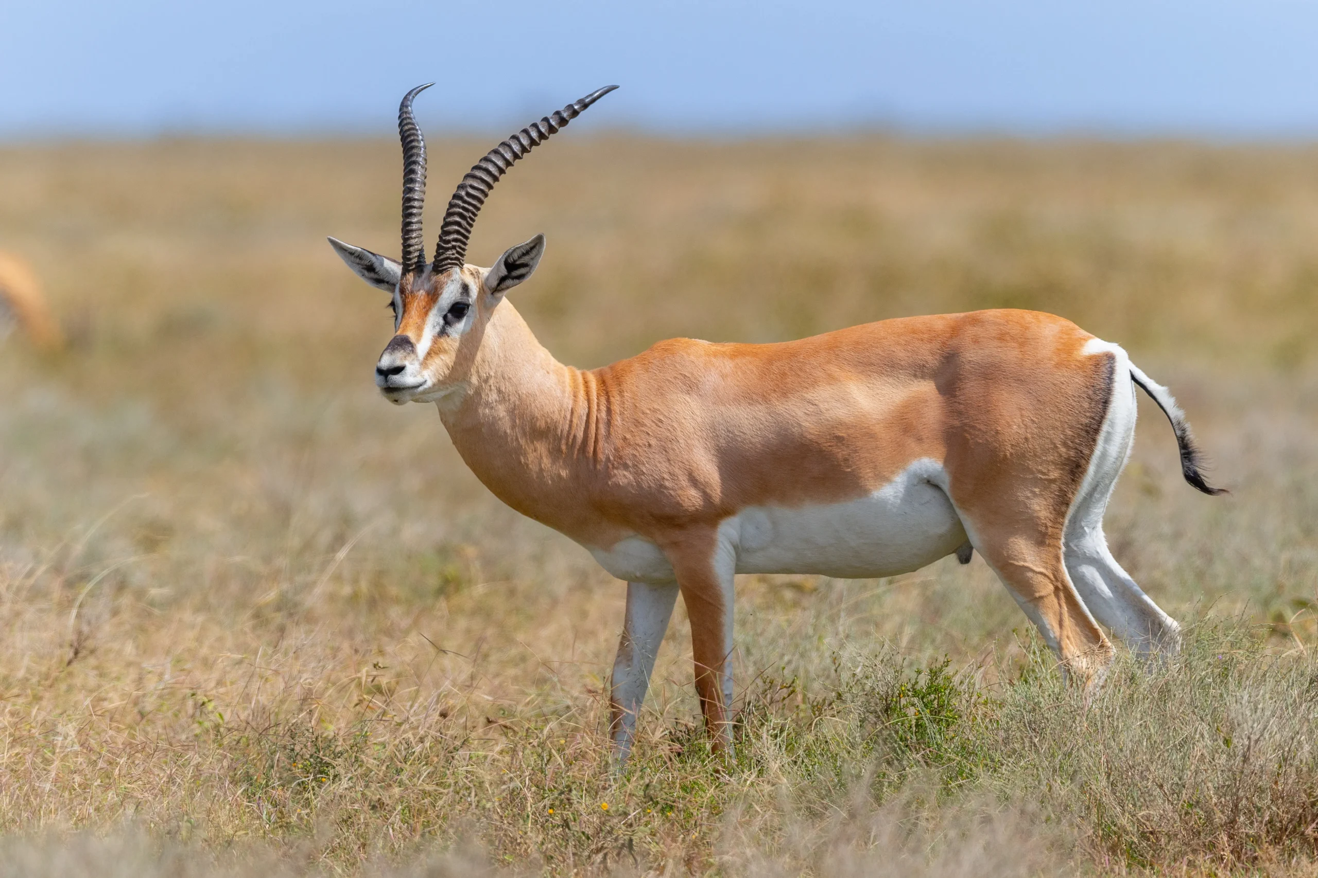 5-Day Budget Safari – Tarangire, Serengeti & Ngorongoro