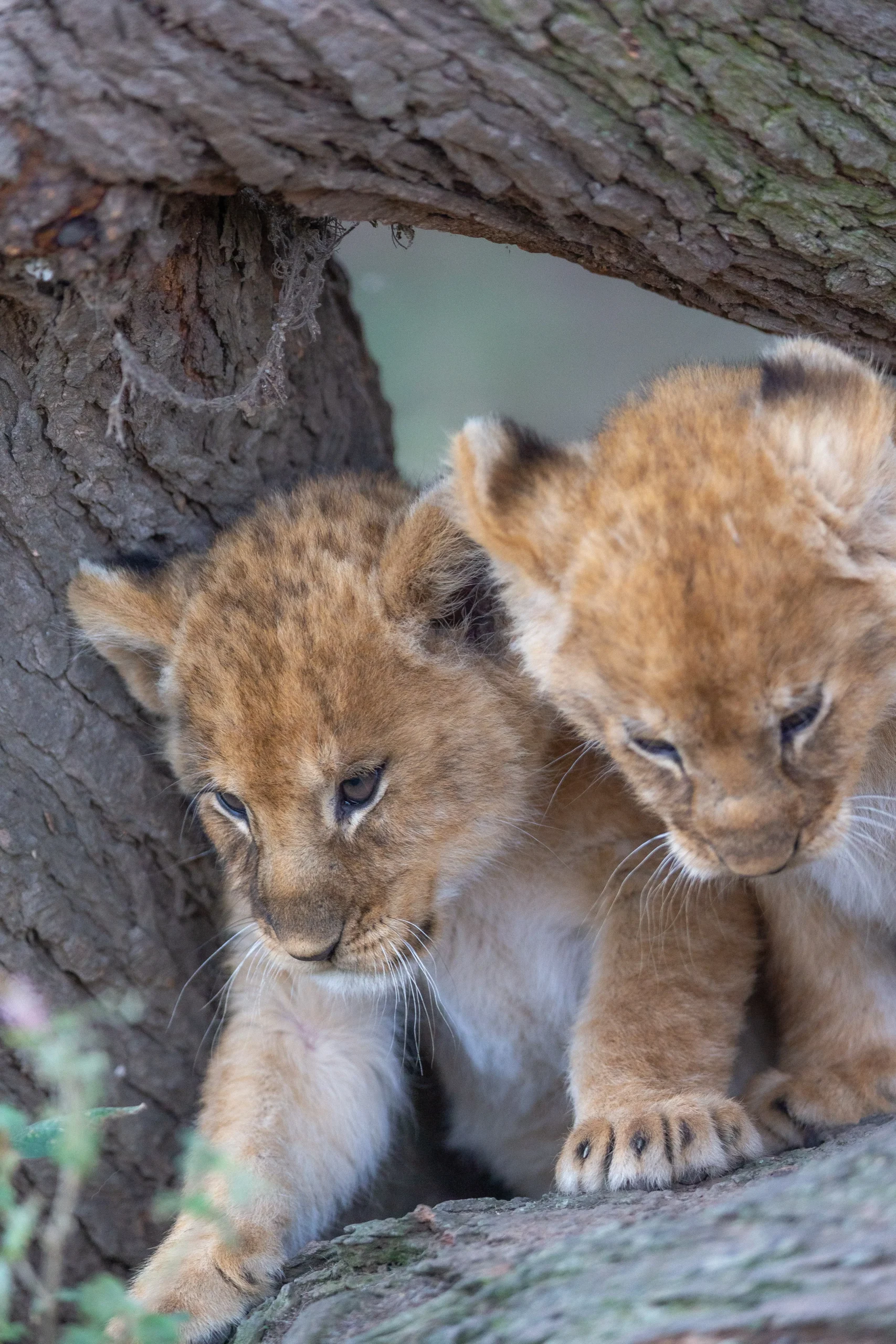 5 Days Budget Safari with a Taste of Luxury