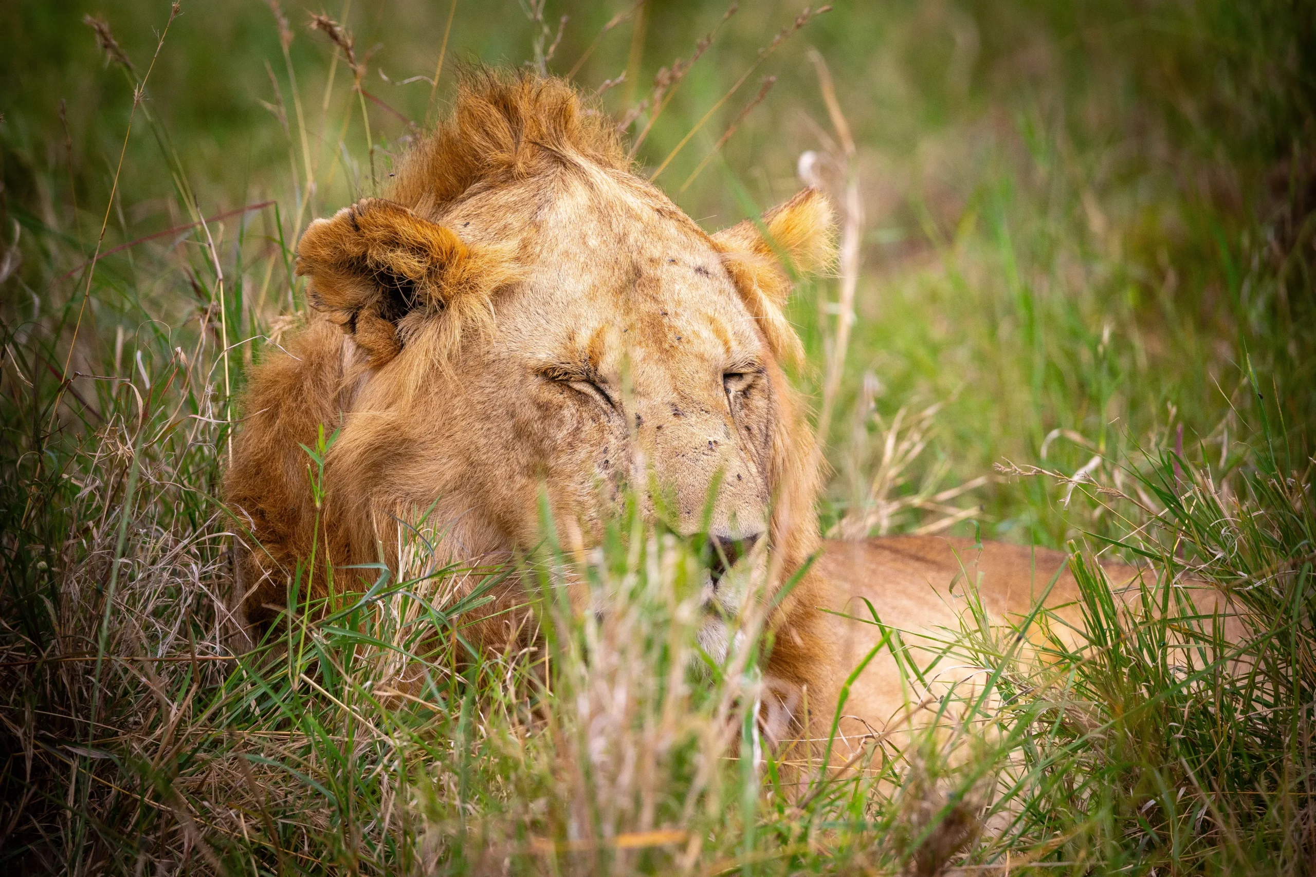 7 Days in Serengeti: Big Five, Migration & Wild Beauty